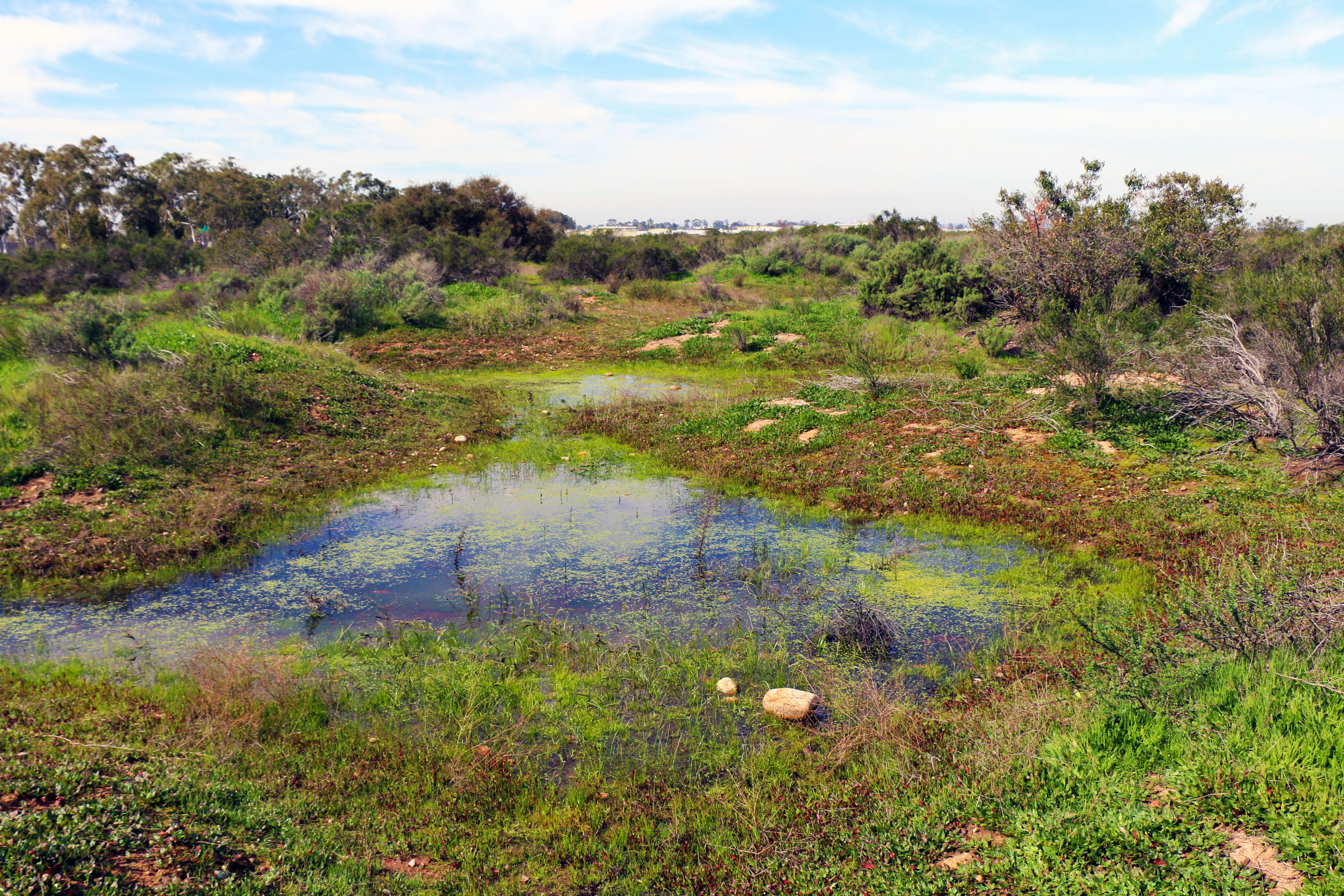 Shallow pools of water in a field of green plants Shallow pools of water in a field of green plants